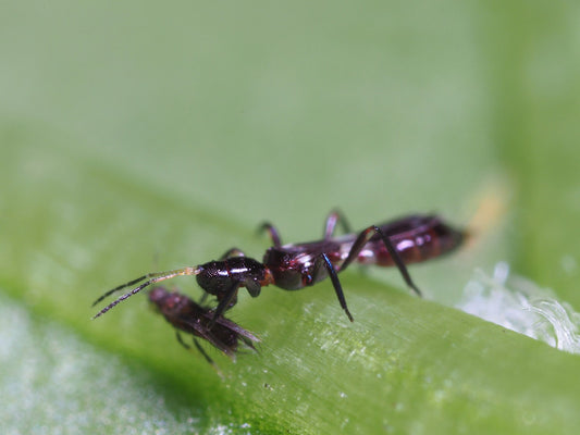 Voksen Franklino-rovtrips (Franklinothrips vespiformis)