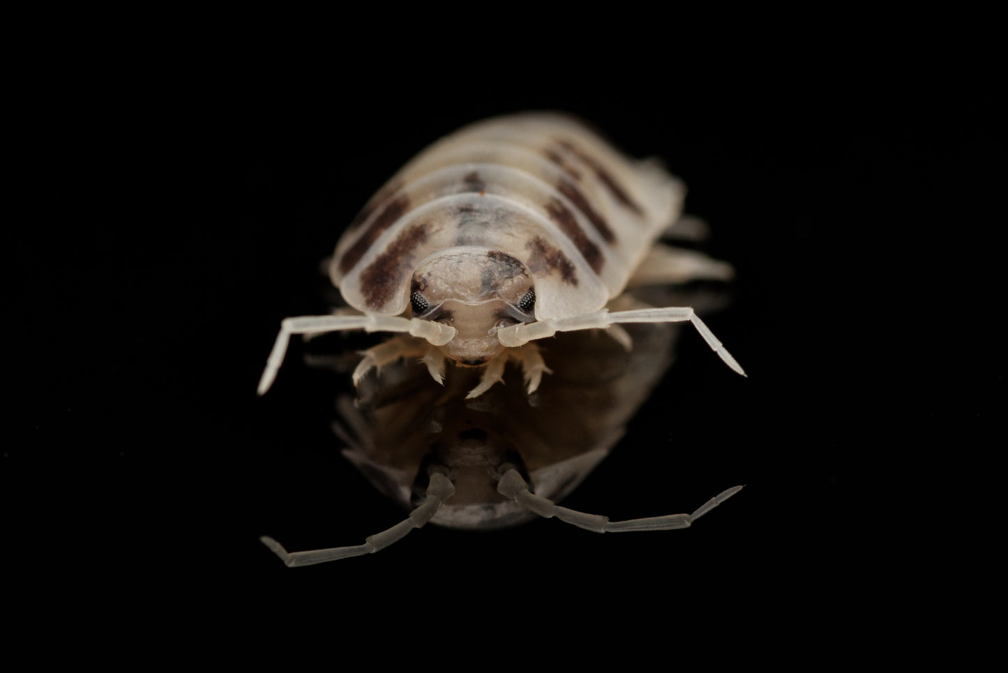 Glatgrå bænkebider (Porcellio laevis "Dairy Cow")