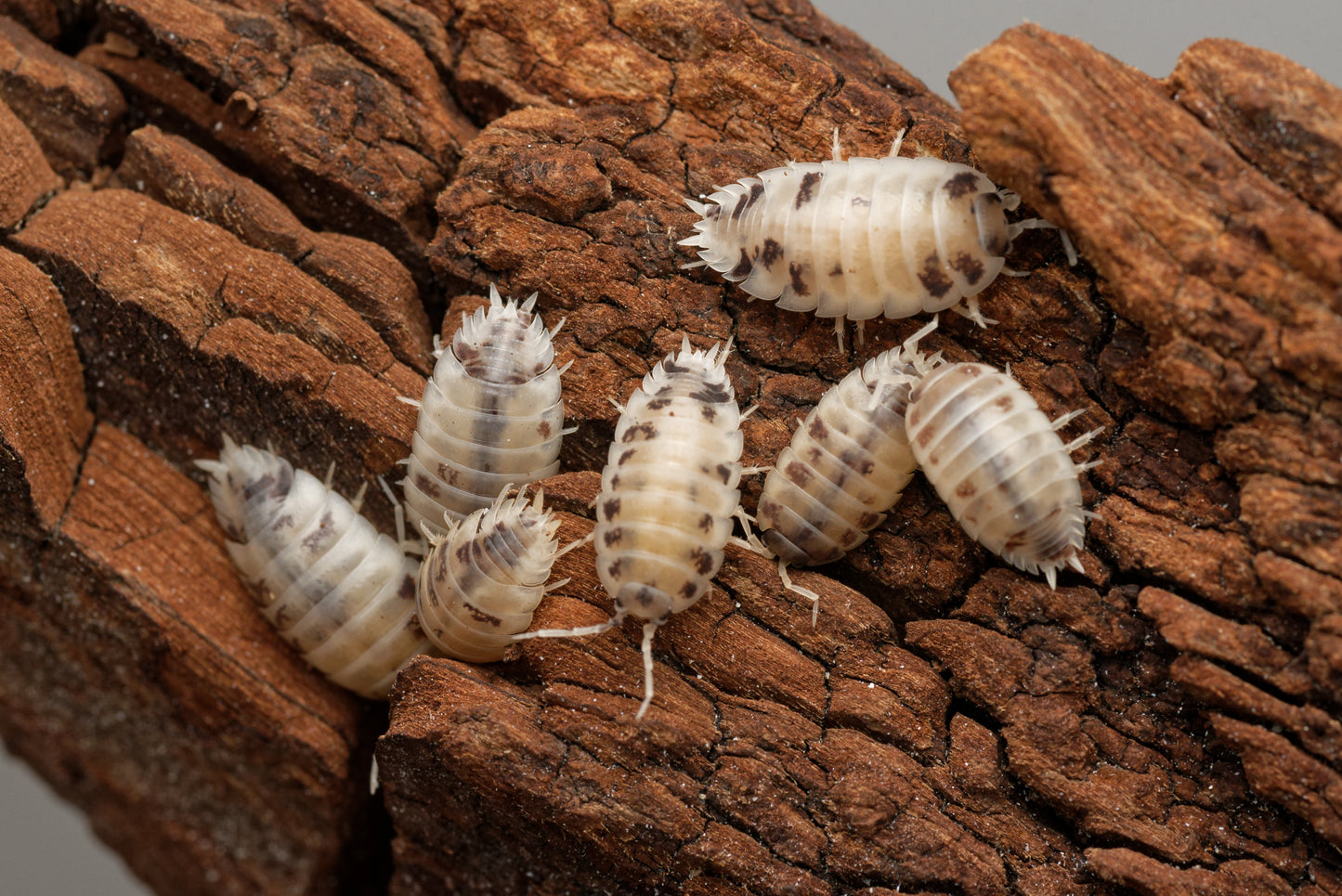 Glatgrå bænkebider (Porcellio laevis "Dairy Cow")