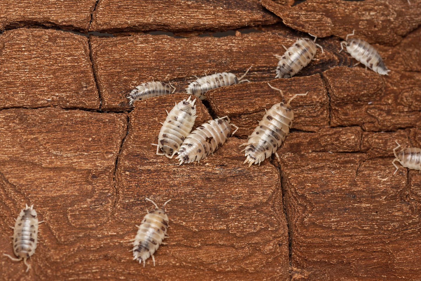 Glatgrå bænkebider (Porcellio laevis "Dairy Cow")