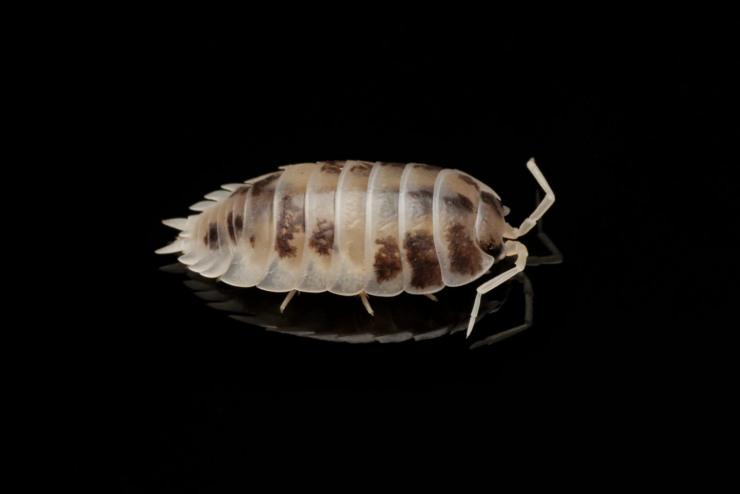 Glatgrå bænkebider (Porcellio laevis "Dairy Cow")