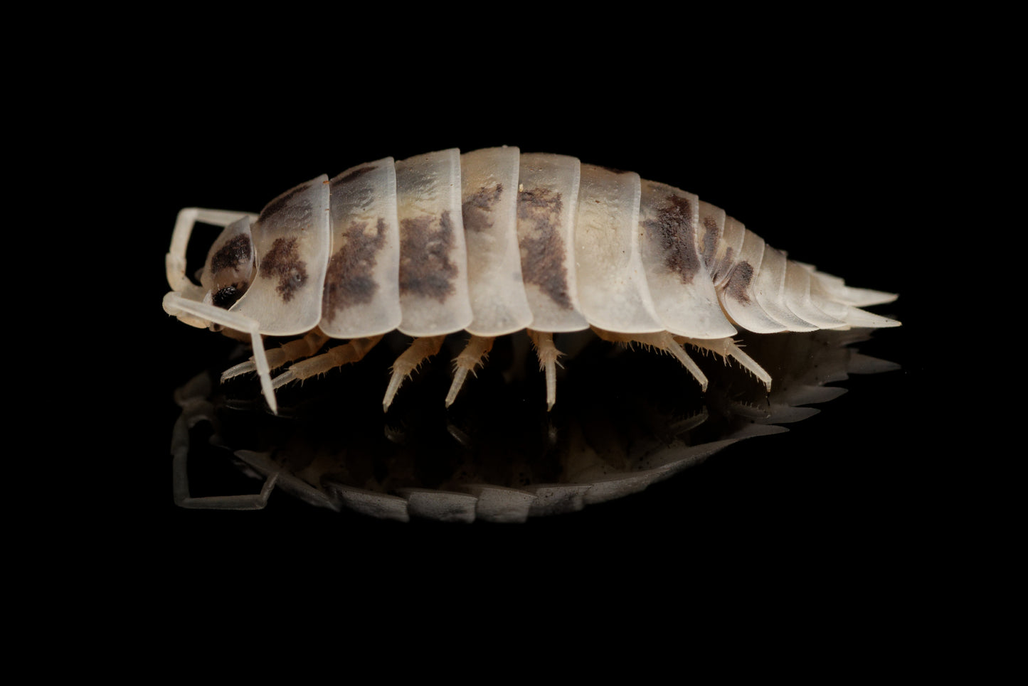 Glatgrå bænkebider (Porcellio laevis "Dairy Cow")