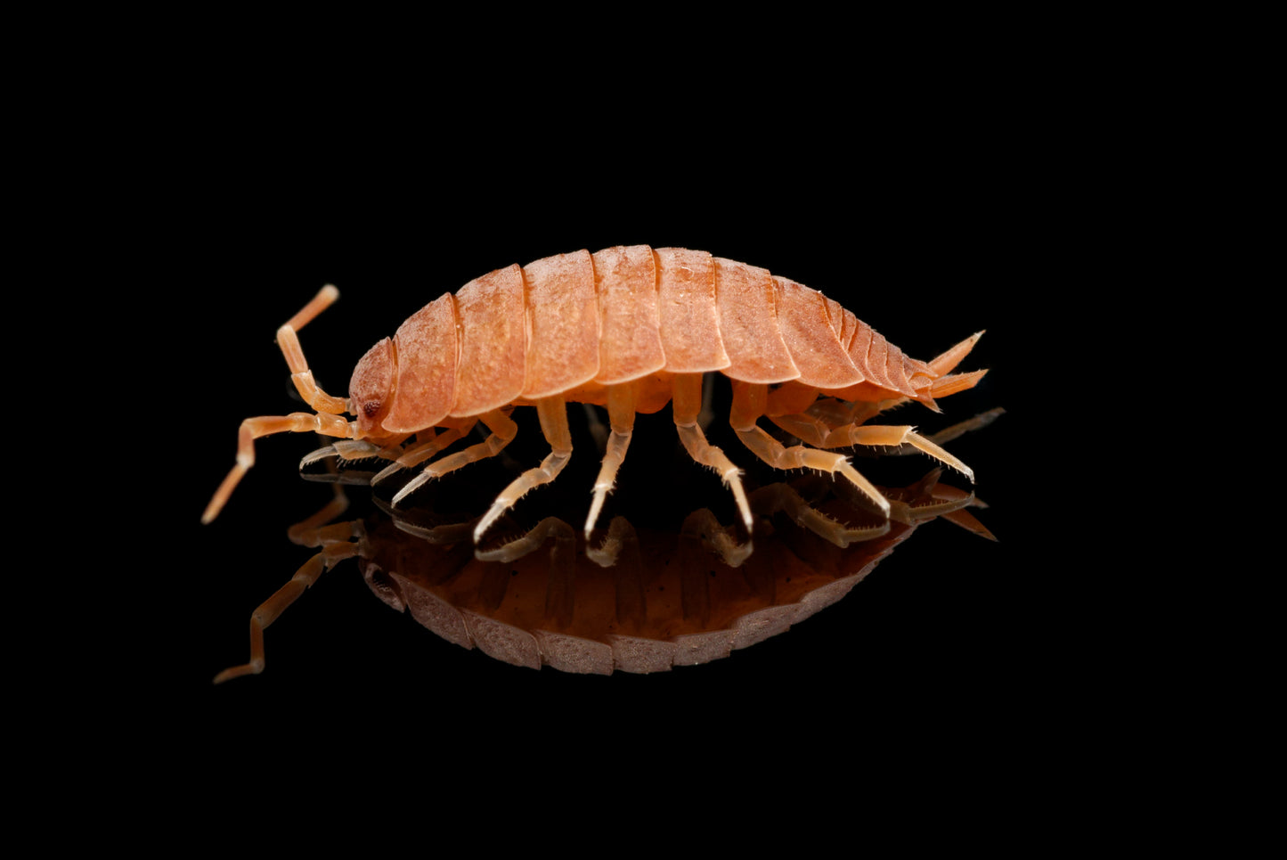 Nærbillede af Glatgrå bænkebider (Porcellio laevis "Orange")