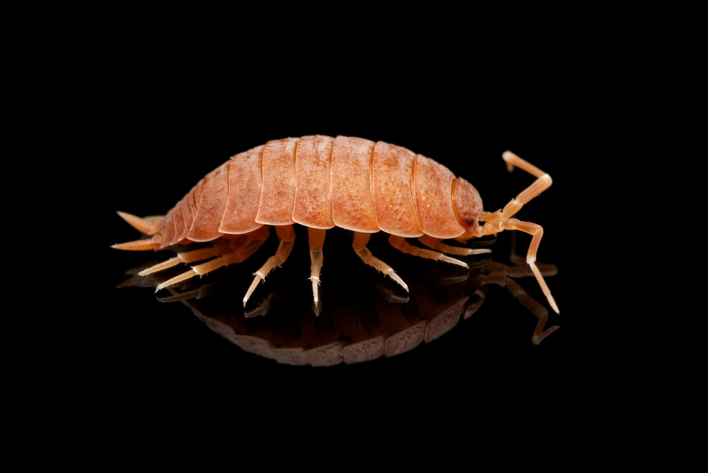 Flot orange bænkebider kaldet Glatgrå bænkebider (Porcellio laevis "Orange")