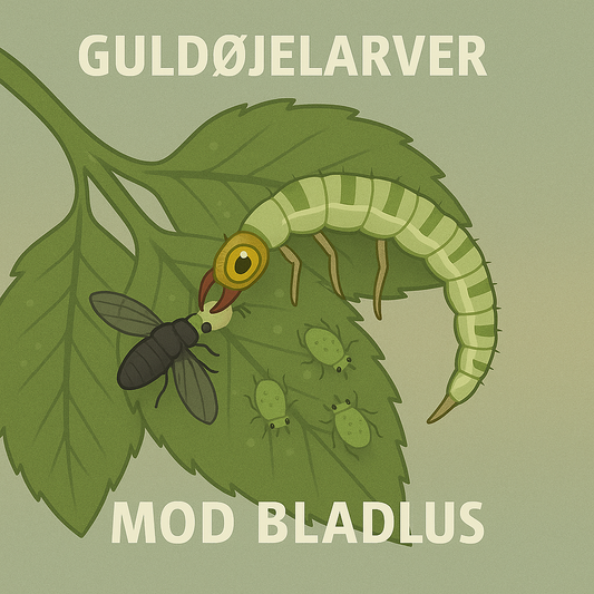 Illustration af en guldøjelarve, der er ved at spise bladlus