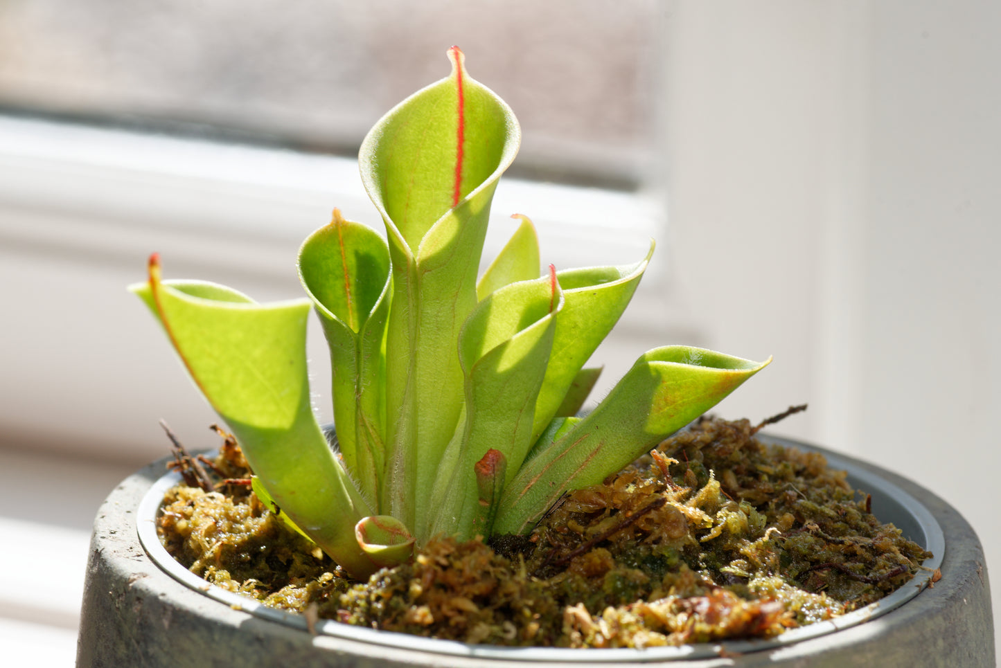 Soltrompet (Heliamphora minor) i en lille potte