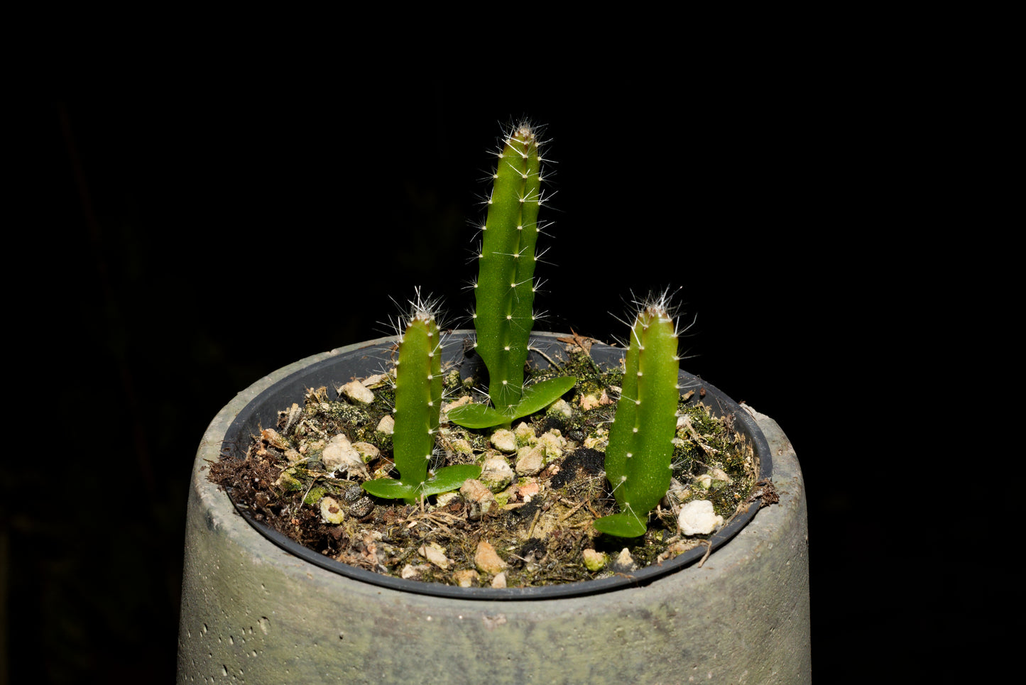 Frøplanter af Rød Dragefrugt (Hylocereus costaricensis)