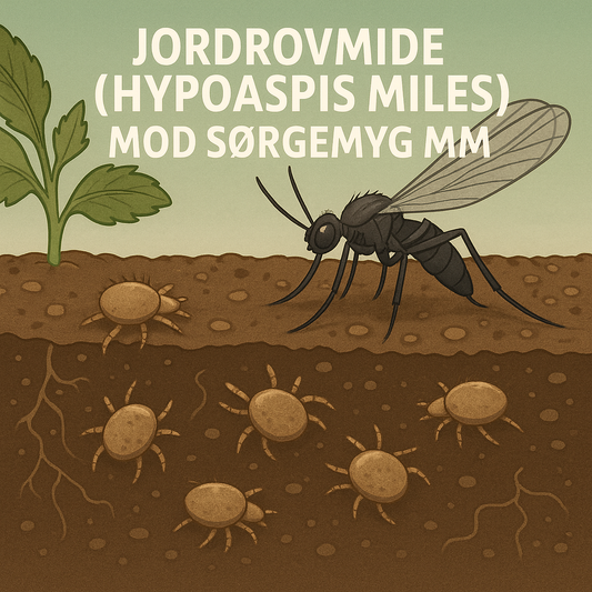 Fin illustration af Jordrovmide (Hypoaspis miles) mod sørgemyg mm