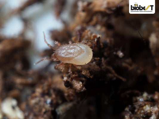 Nærbillede af en jordrovmide (Hypoaspis sp.)
