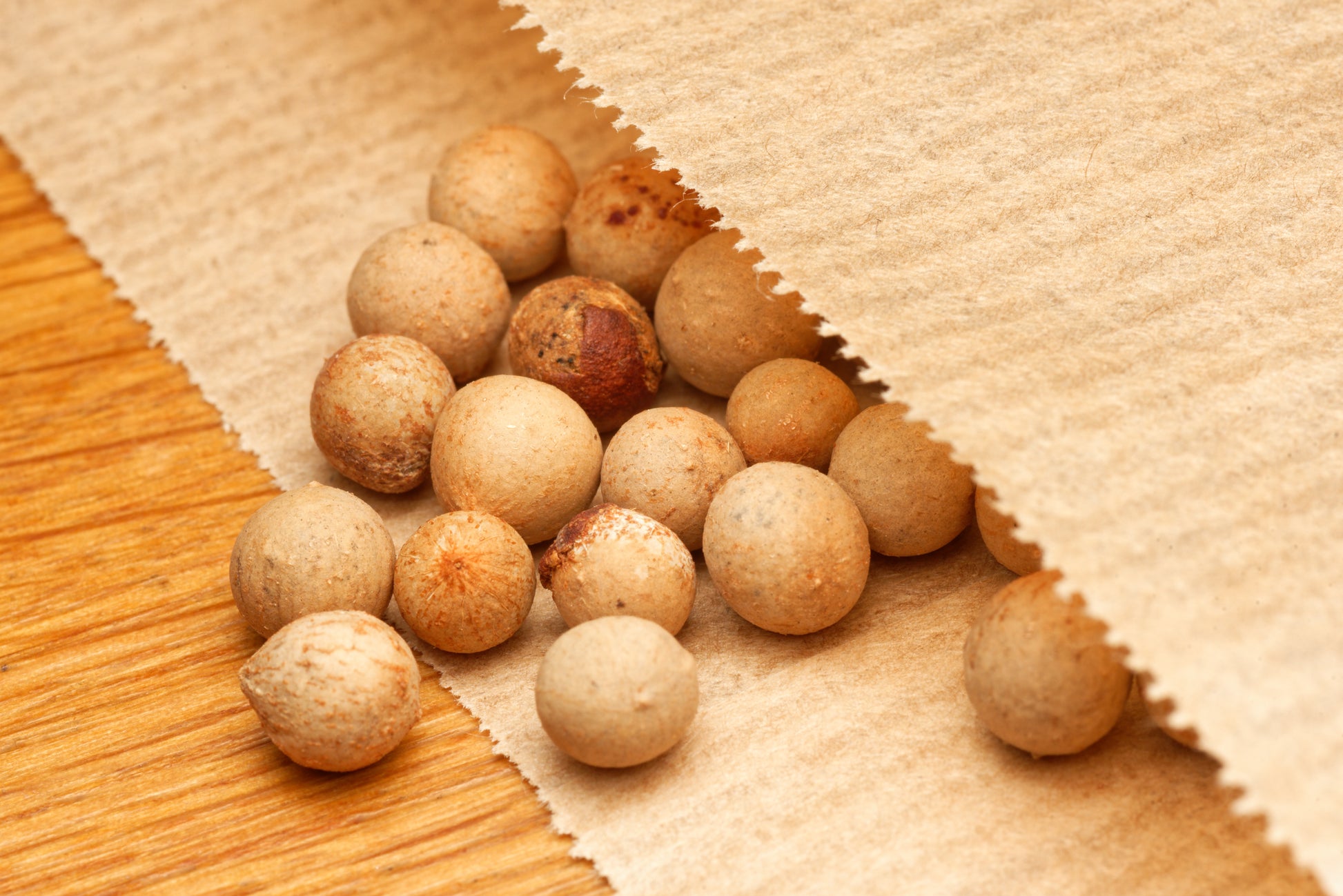 De runde frø af Gylden licuala palme (Licuala aurantiaca) i fin papirspose