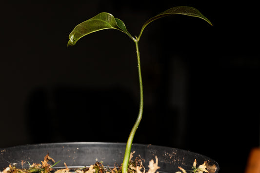 Vild mango (Mangifera griffithii) frøplante
