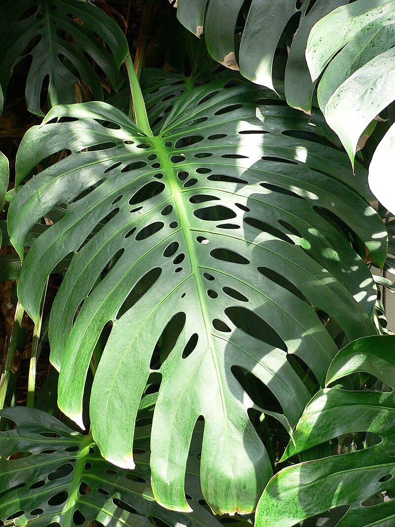 monstera deliciosa køb Fingerfilodendron (Monstera deliciosa)