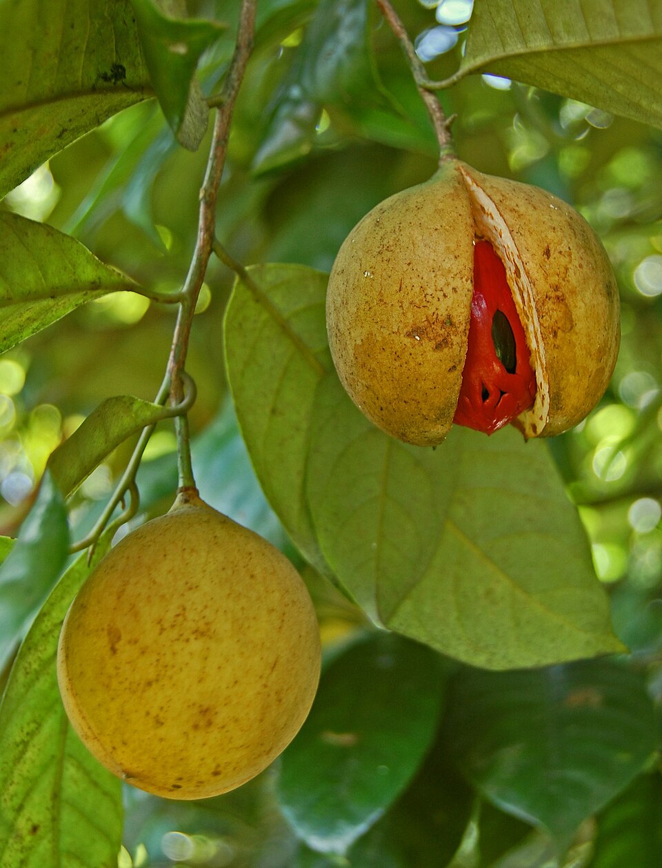 Frugter / nødder af Muskatnøddetræ (Myristica fragrans)