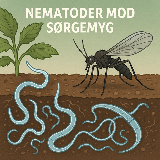Nematoden gegen Trauermücken