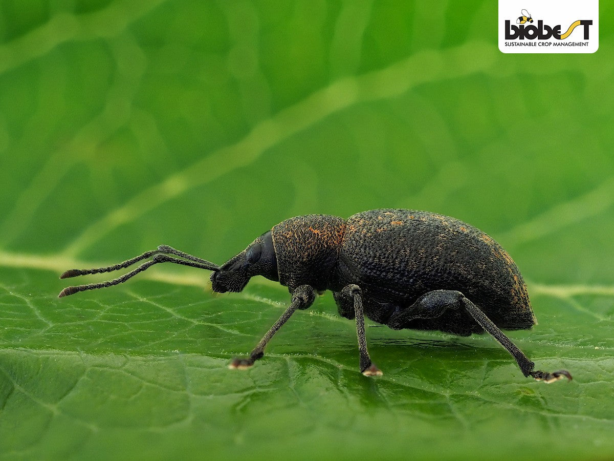 Øresnudebille (Heterorhabditis sp.)