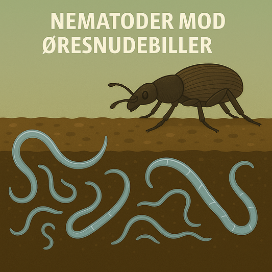 Illustration af nematoder mod øresnudebiller