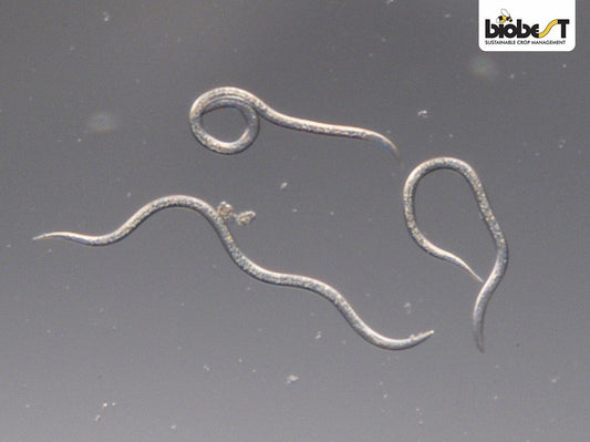 Nærbillede af nematoder