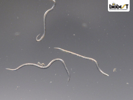 Billede af et par nematoder mod sørgemyg