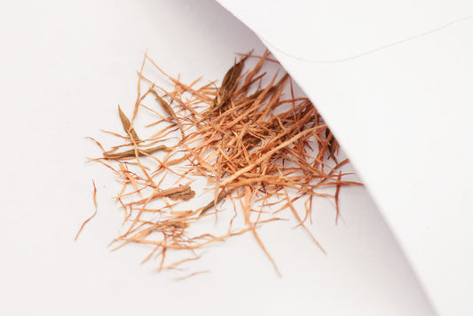 De små aflange frø af Nepenthes (Nepenthes mirabilis)