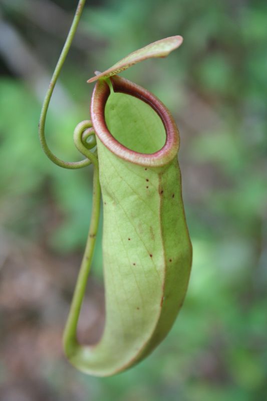 Øvre kande fra Nepenthes (Nepenthes mirabilis)