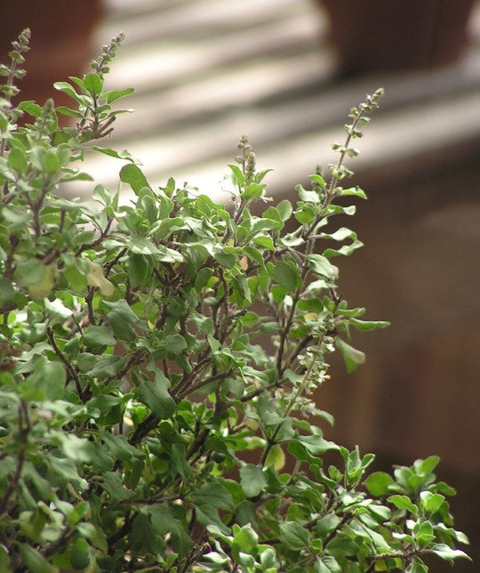 Hellig Thai Basilikum (Ocimum tenuiflorum)