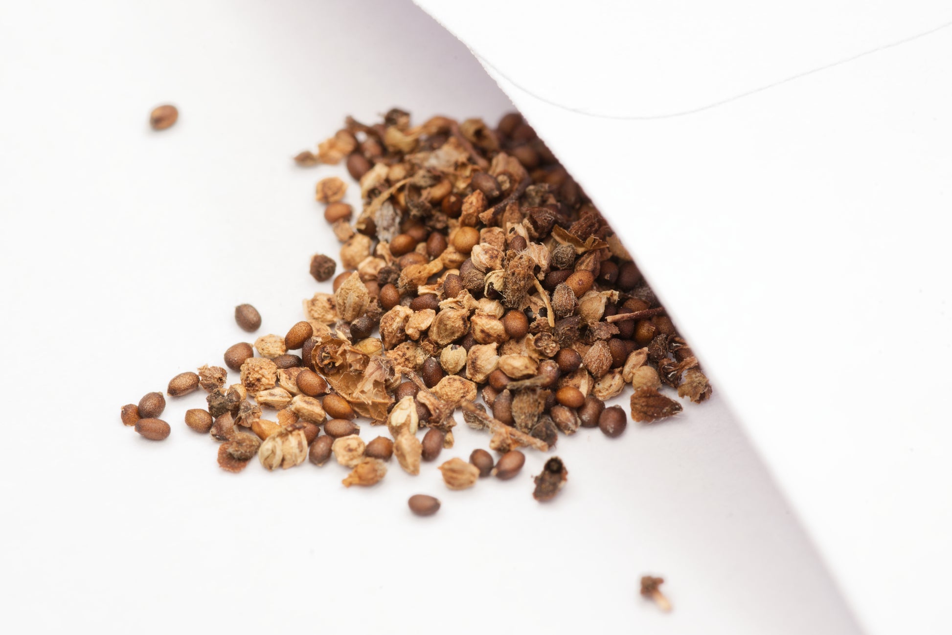 De små frø af Hellig Thai Basilikum (Ocimum tenuiflorum)