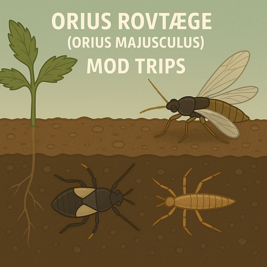 Fin illustration mod Orius rovtæge (Orius majusculus)