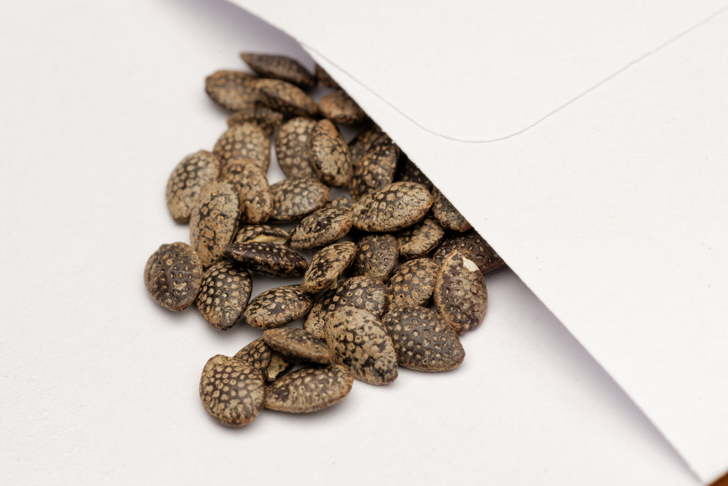 Frø af Lilla passionsfrugt (Passiflora edulis edulis) i en lille hvid papirspose