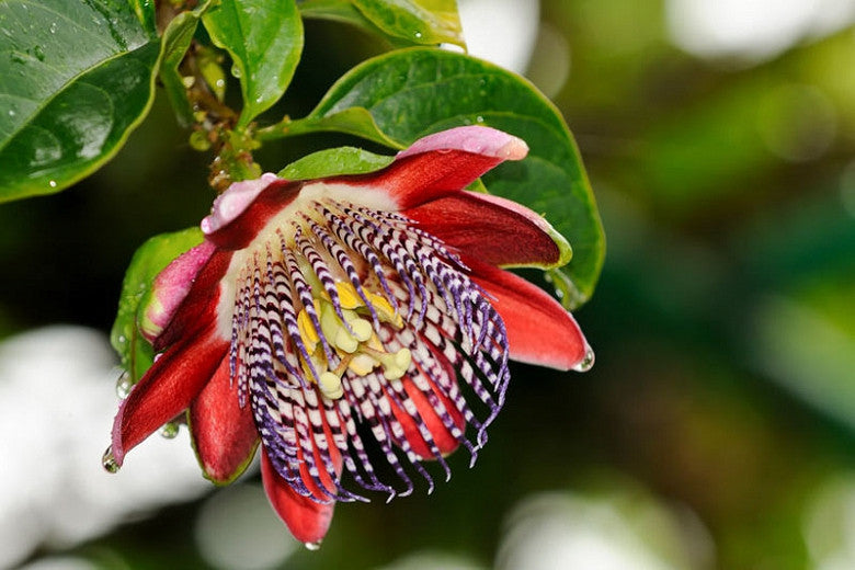 Den flotte røde blomst af Vinget passionsfrugt (Passiflora alata)