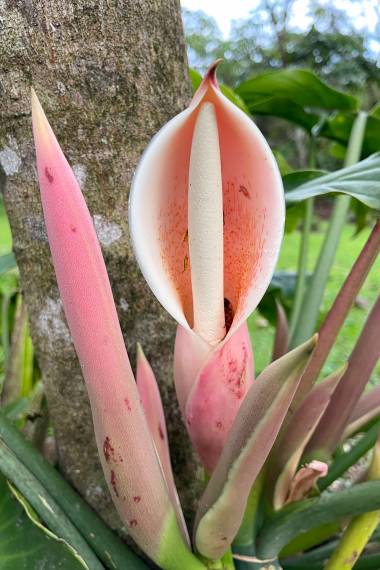 philodendron blomst Fliget Philodendron (Philodendron angustilobum)