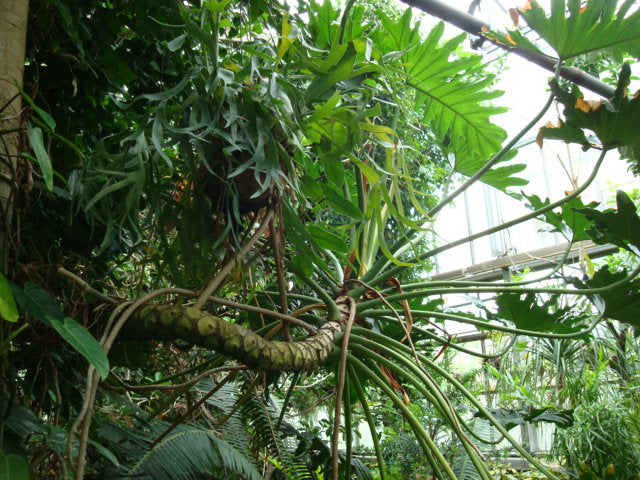 Baum-Philodendron (Philodendron bipinnatifidum)