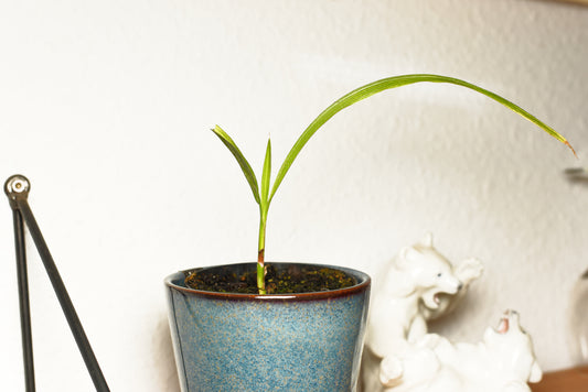 Frøplante af Fønikspalme (Phoenix canariensis)
