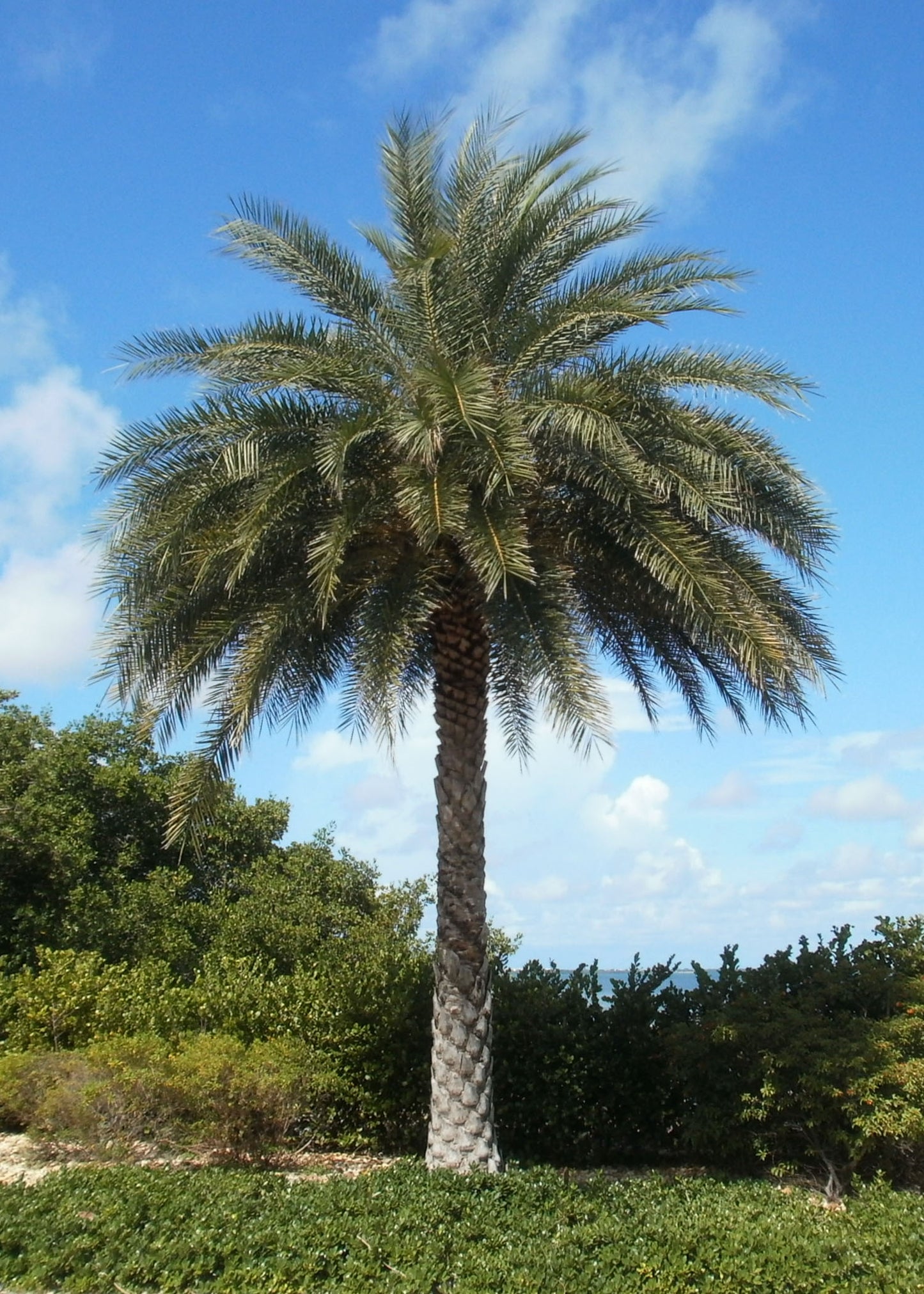 Stor of flot Sølv daddelpalme (Phoenix sylvestris)