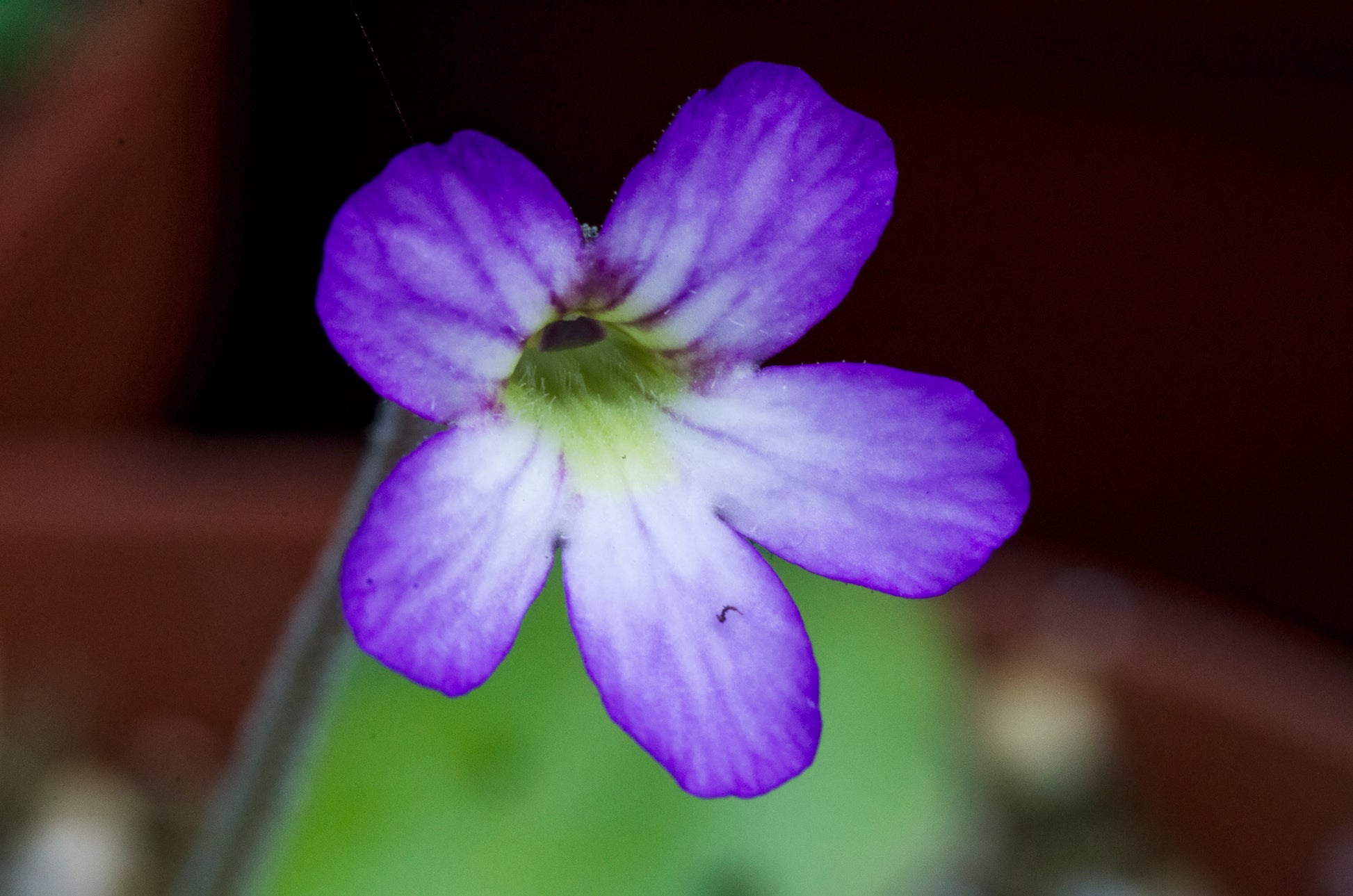 Nærbillede af blomsten hos Pinguicula x Tina