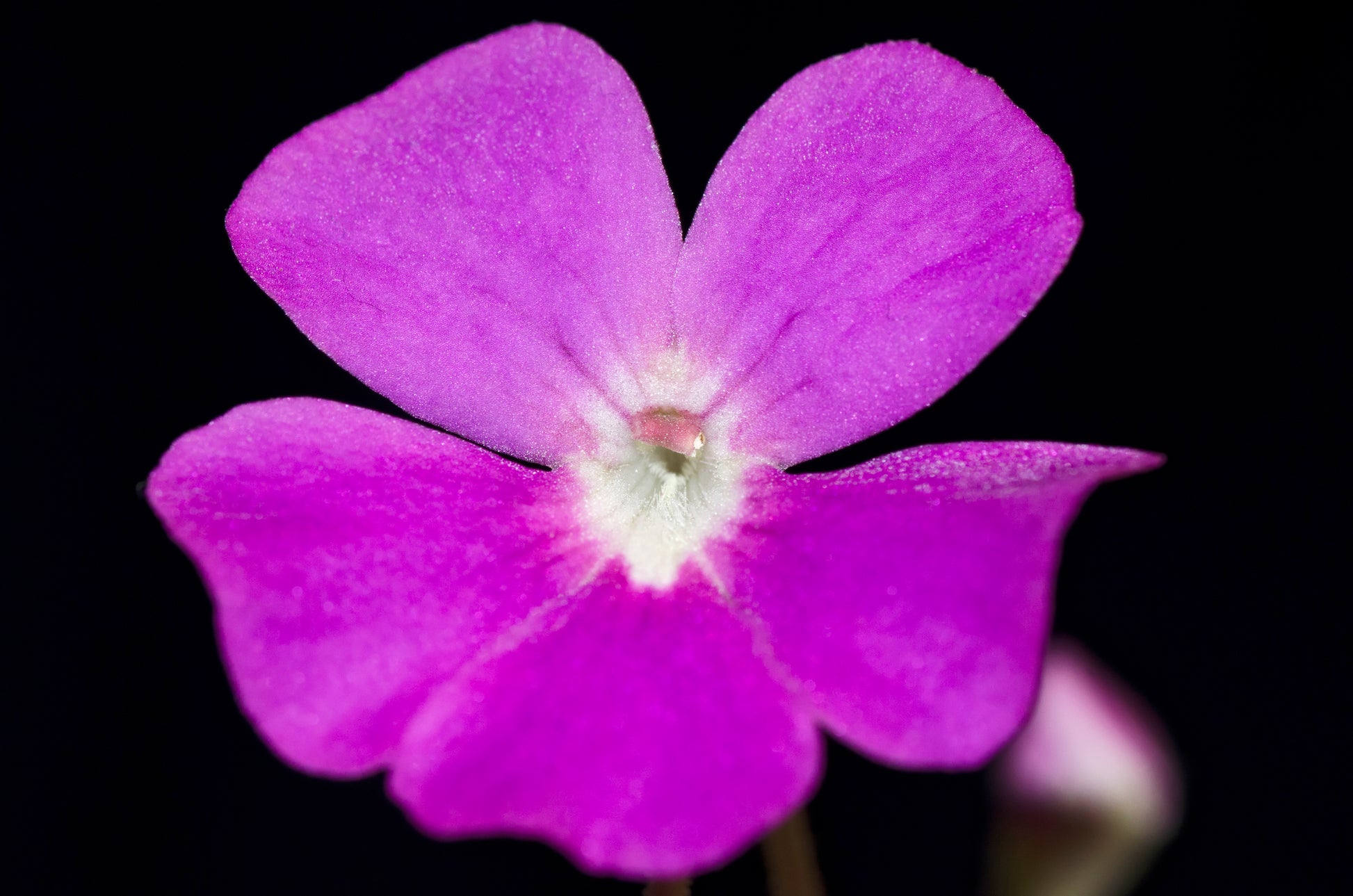 Nærbillede af den smukke lille blomst hos Pinguicula x weser
