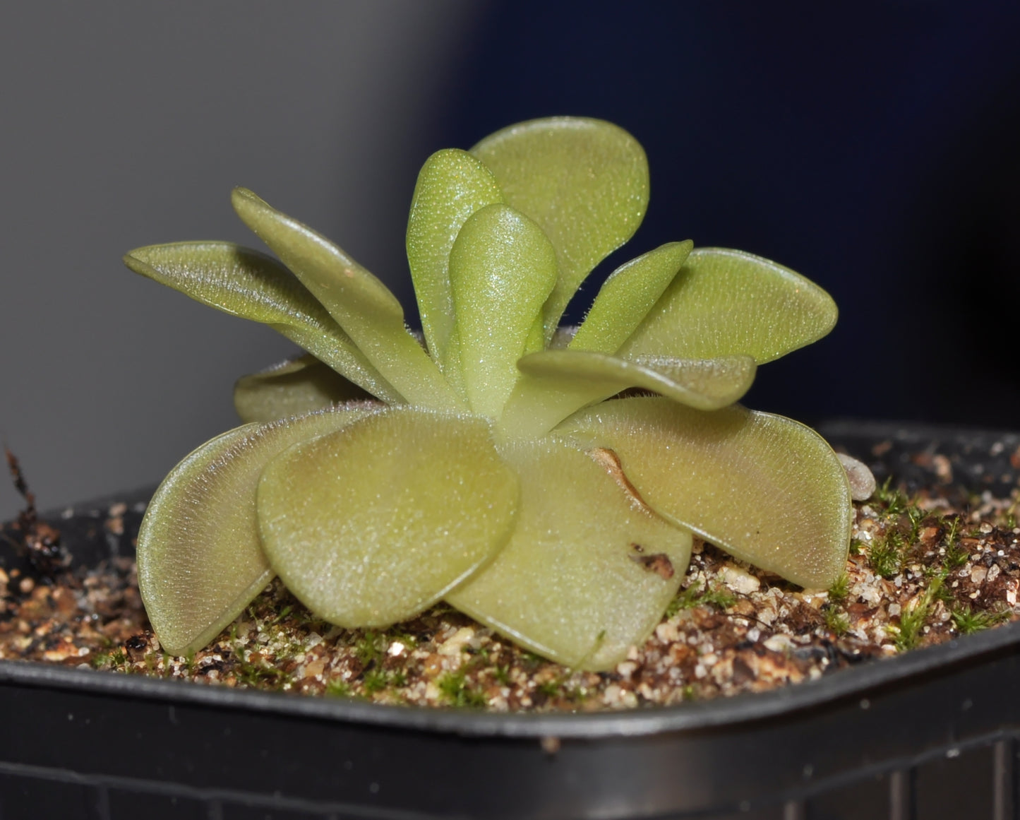 Pinguicula x Weser med fine farvede blade