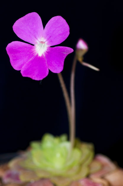 Blomstrende vibefedt (Pinguicula x Weser)