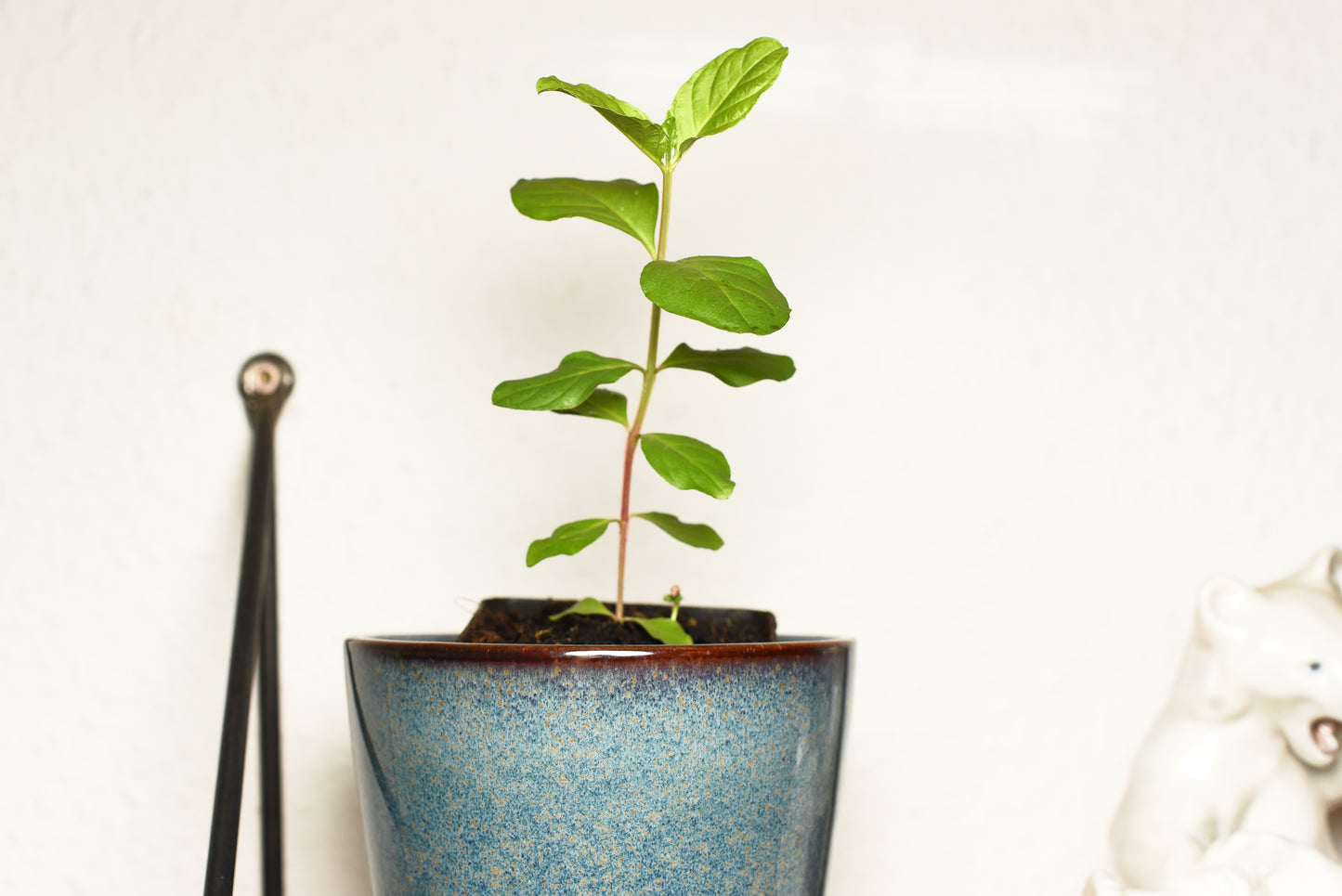 Frøplante af Guava (Psidium guajava)