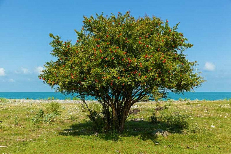 Stort smukt Granatæbletræ (Punica granatum) 