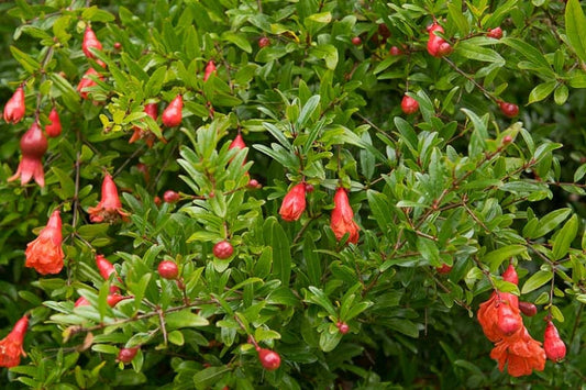Grene med smukke røde blomster af Dværg Granatæble (Punica granatum, "nana")