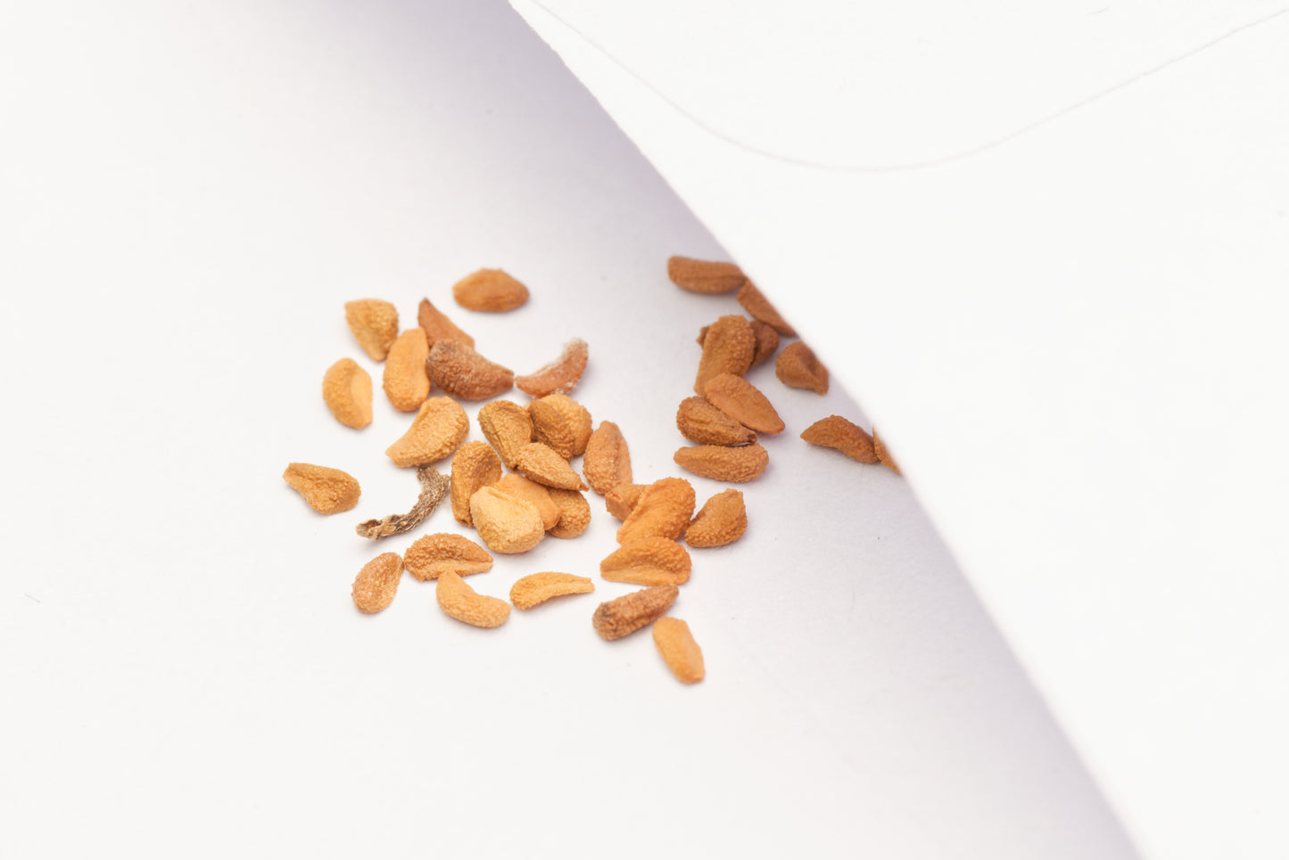 Grøn Fluetrompet (Sarracenia oreophila) frø i lille hvid papirspose