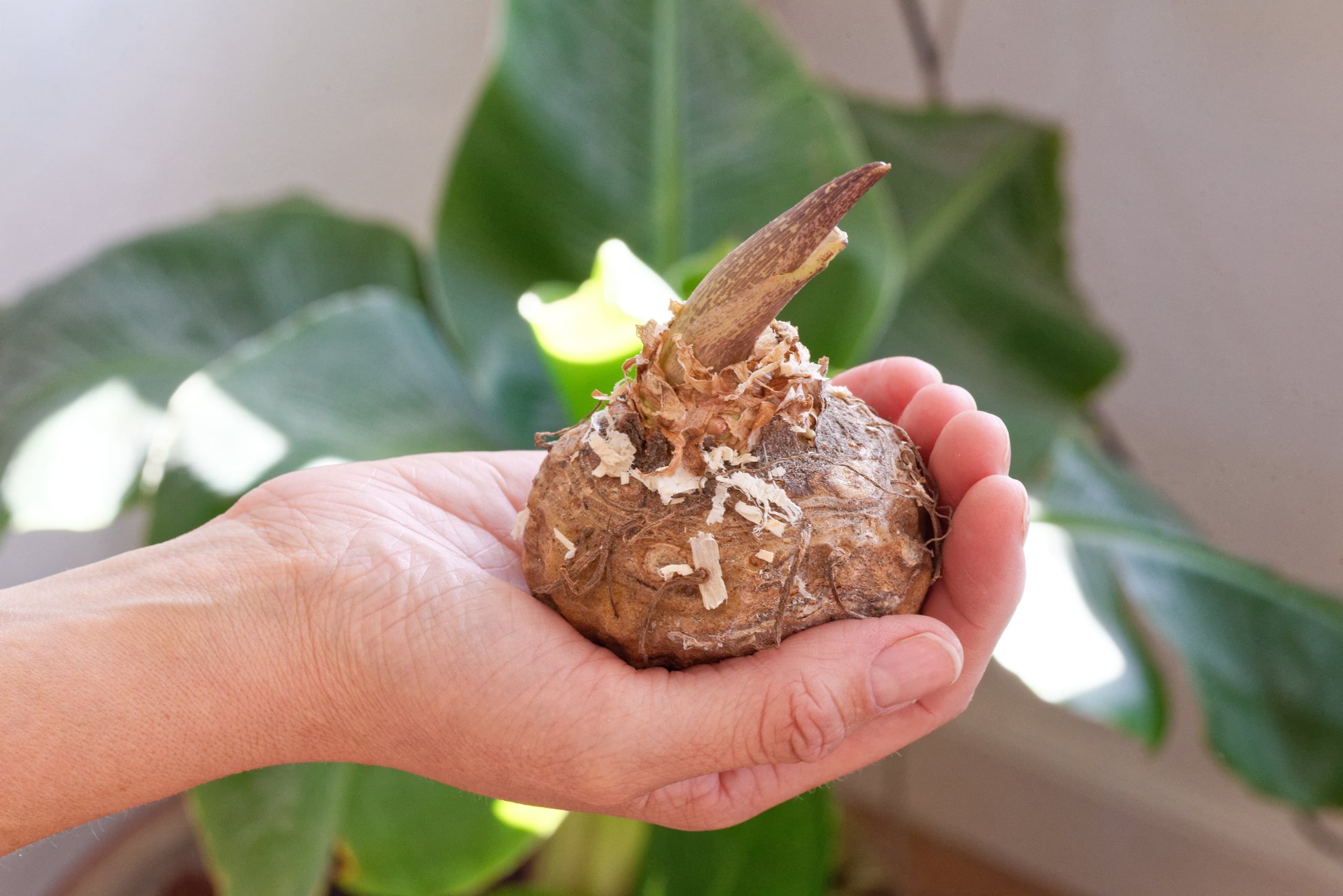 Blomstrende knold af Voodoolilje (Sauromatum venosum)