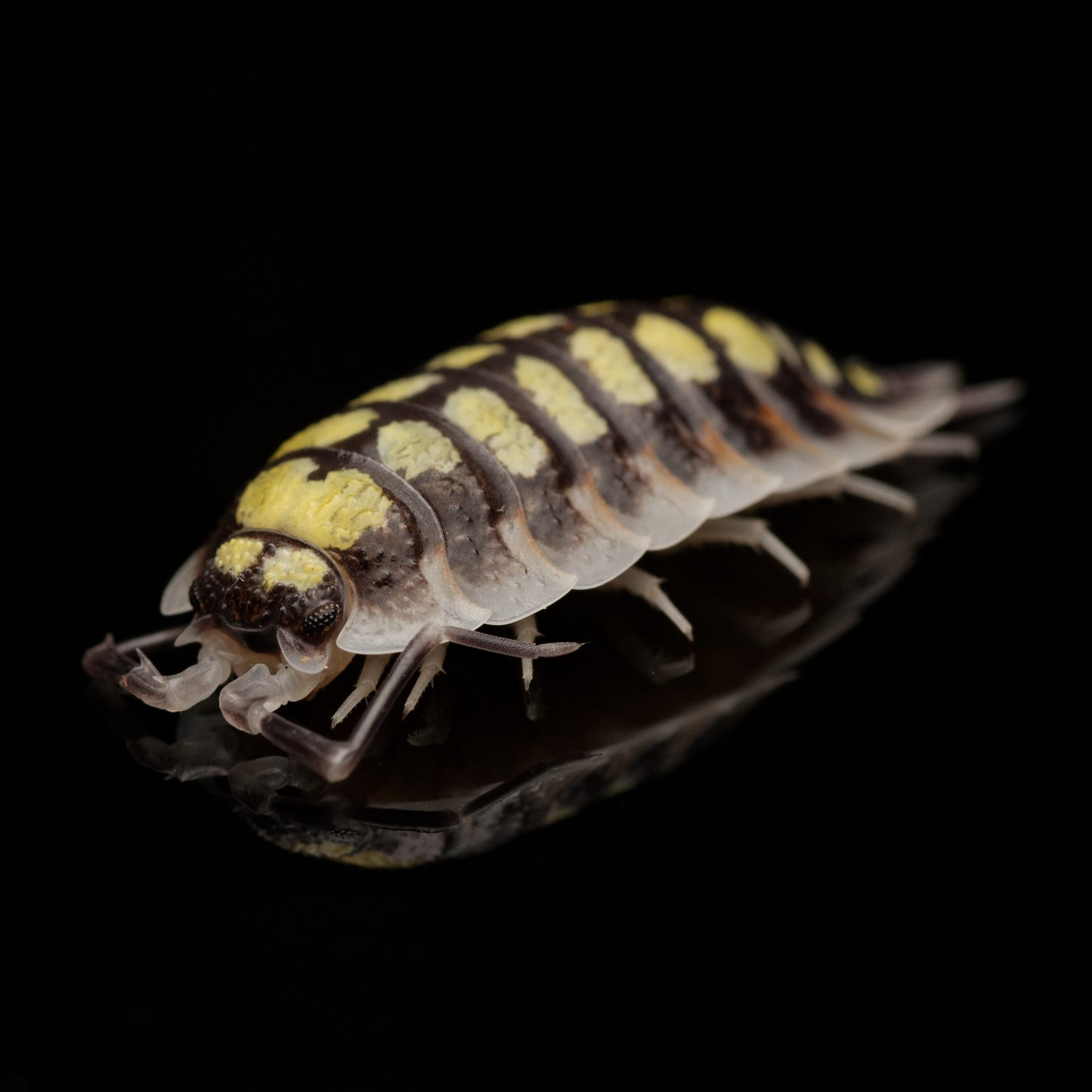 Spansk gul bænkebider (Porcellio haasi “high yellow”) | 12 stk.