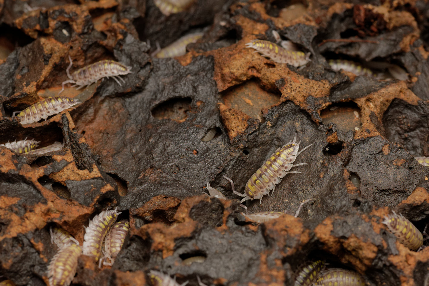 Spansk gul bænkebider (Porcellio haasi “high yellow”) | 12 stk.