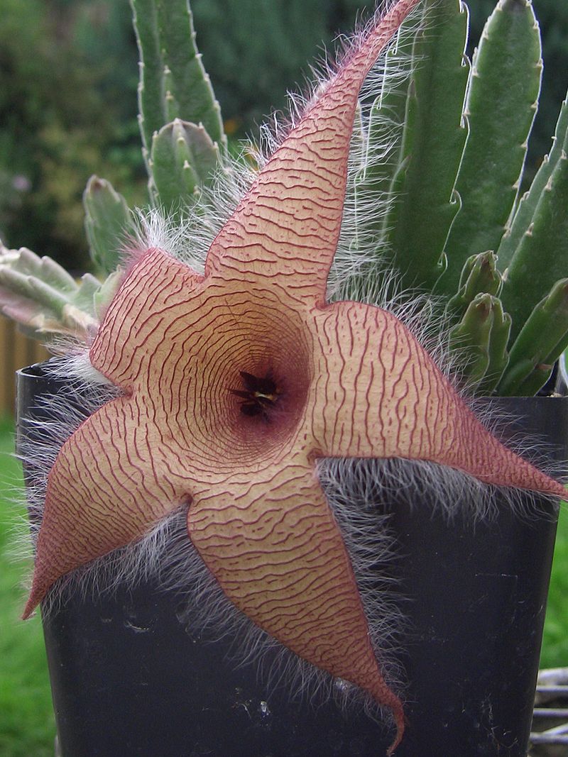 Blomstrende Kæmpe ordensstjerne (Stapelia gigantea)