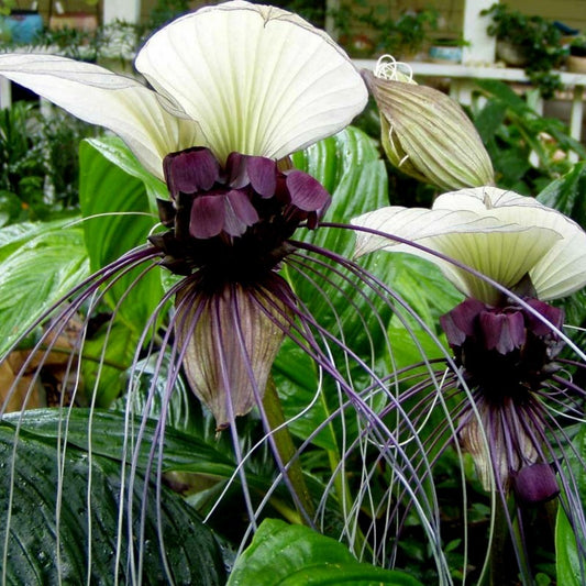 Den fantastisk smukke blomst af Hvid flagermusblomst (Tacca chantrieri "Nivea")
