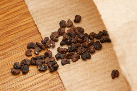 Frø af Hvid flagermusblomst (Tacca chantrieri "Nivea") i fin papirspose