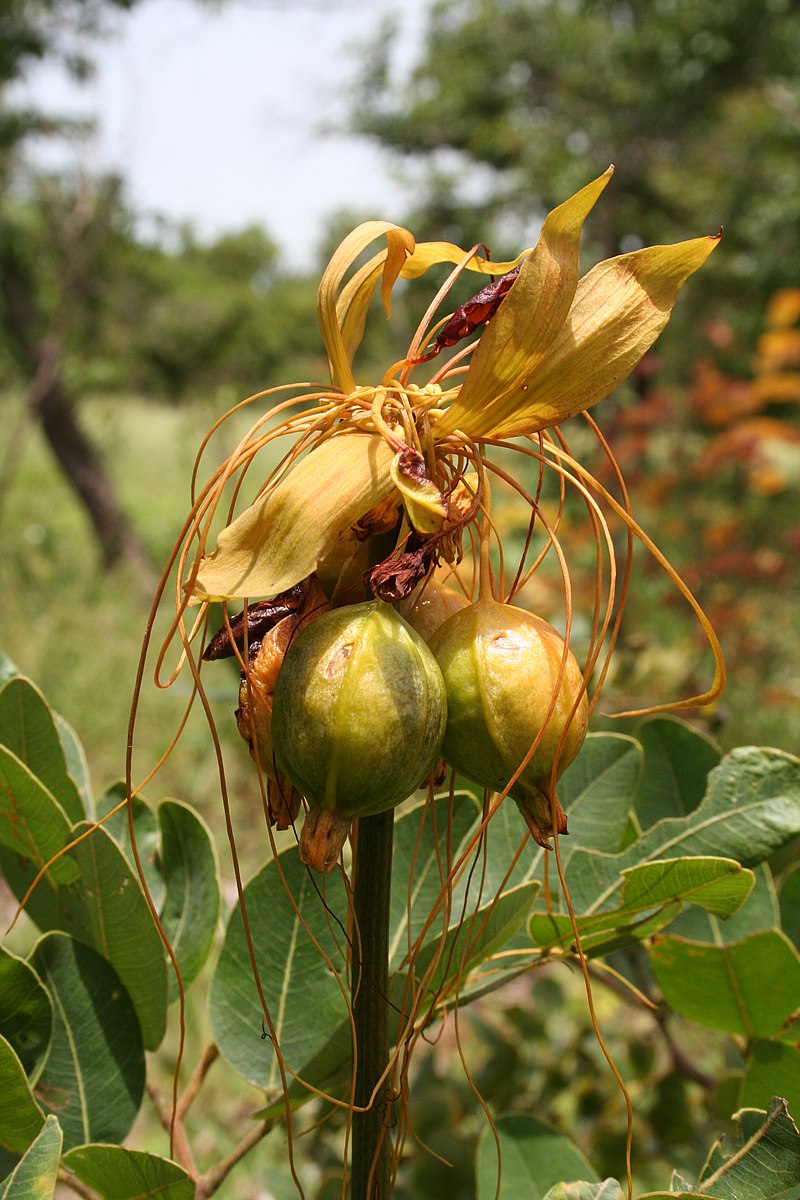 Blomst og frøkapsler fra Polynesisk flagermusblomst (Tacca leontopetaloides)