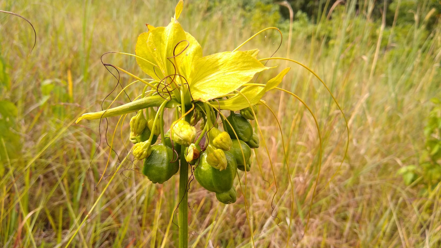 Den fine gule blomst af Polynesisk flagermusblomst (Tacca leontopetaloides)