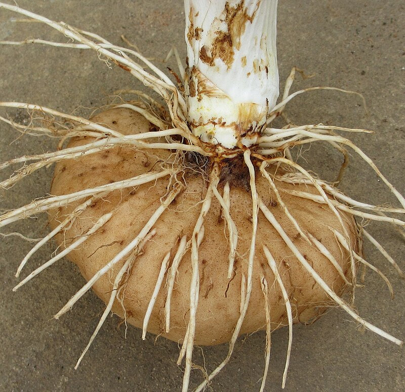 Knold af Polynesisk flagermusblomst (Tacca leontopetaloides)